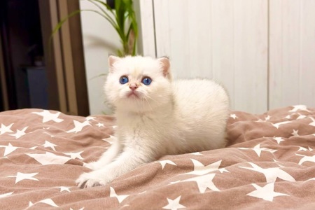 скотіш страйт