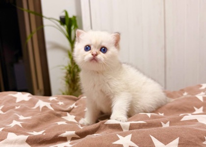 скотіш страйт