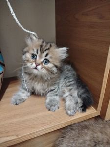 Котята Шотландские