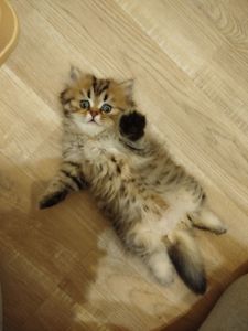 Котята Шотландские