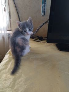 Міла