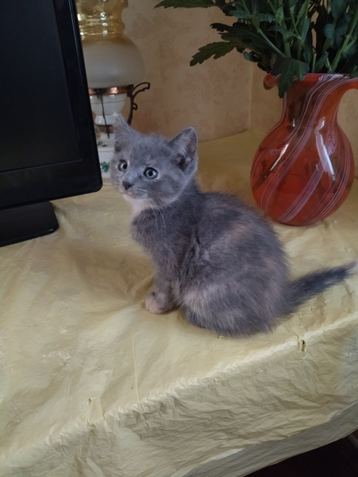Мася