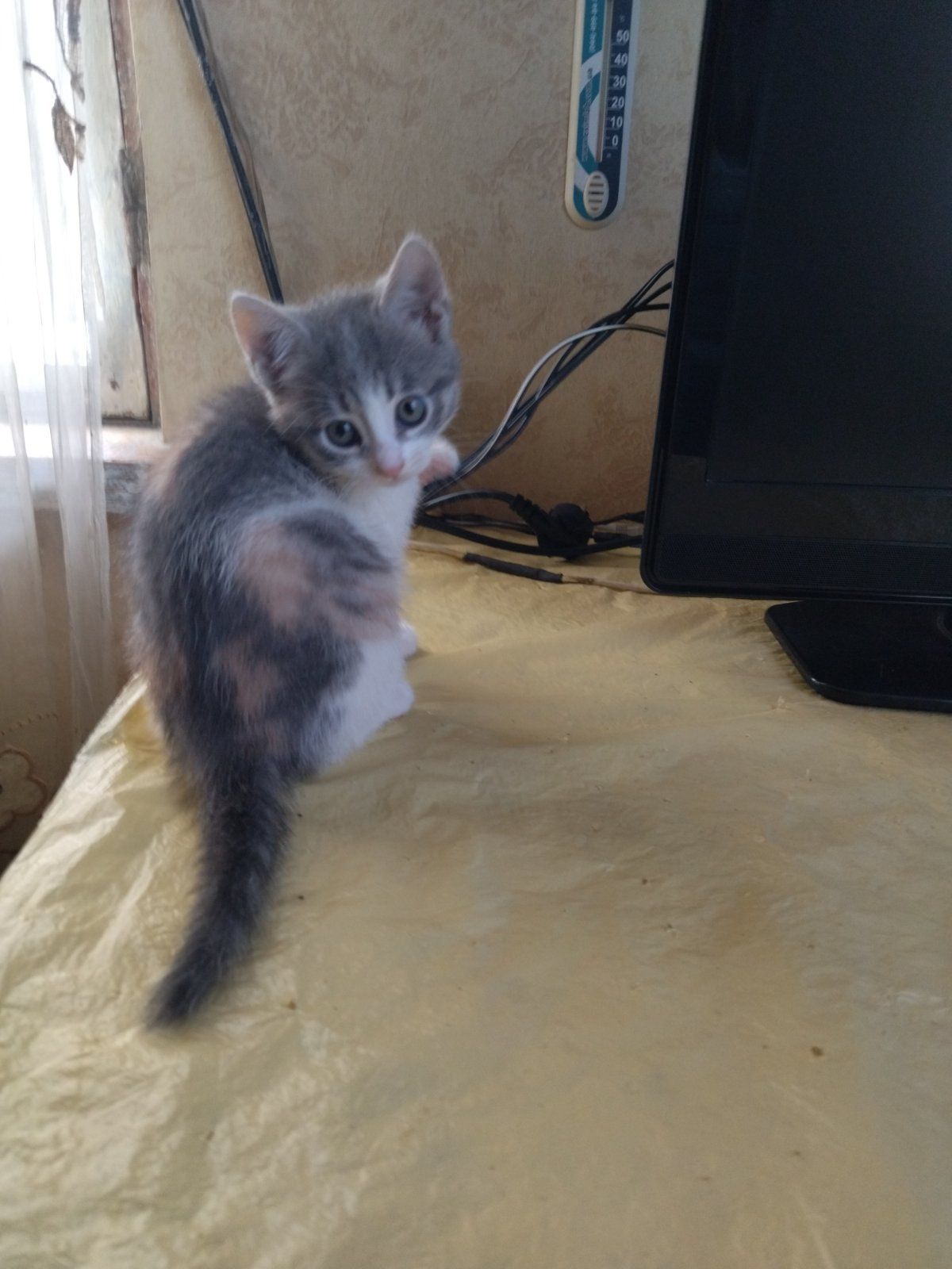 Міла