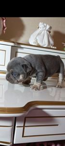 Цуценята французького бульдога