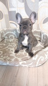 🐾 Шикарний хлопчик French Bulldog у рідкісному окрасі шукає люблячу родину 💙у