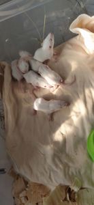 Крисинята