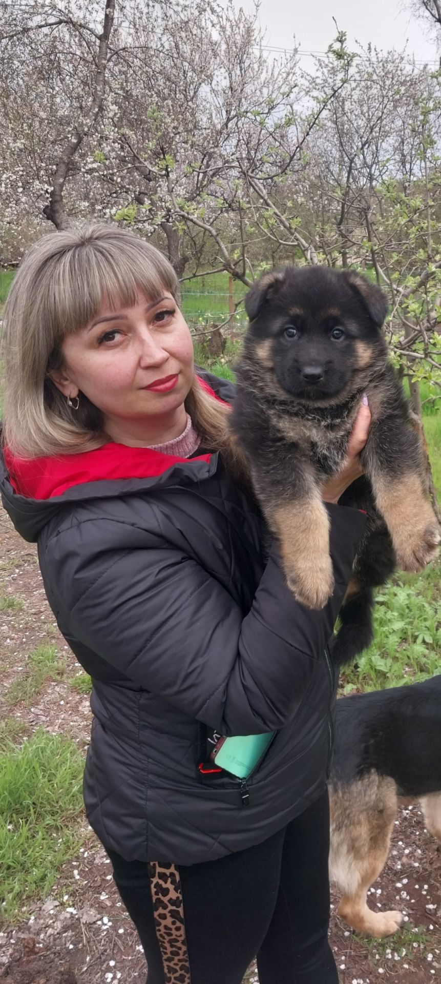 Щенок немецкой овчарки