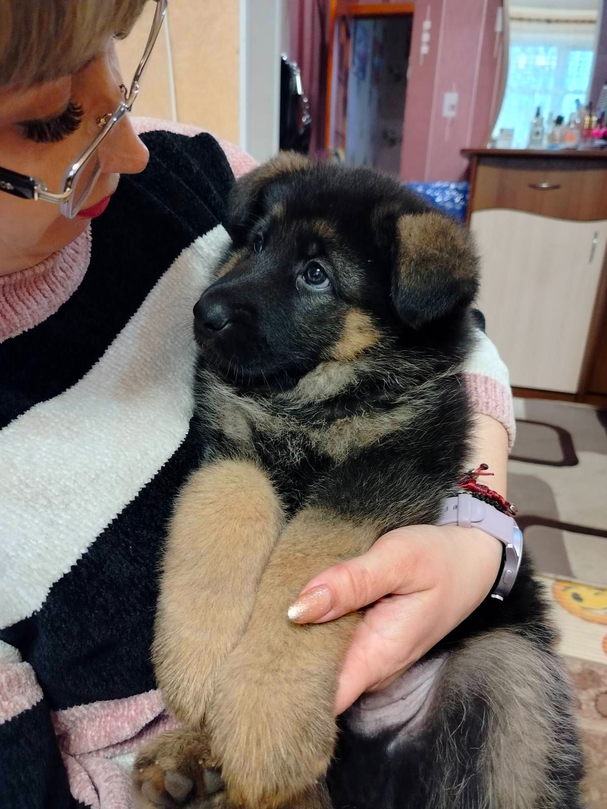 Щенок немецкой овчарки