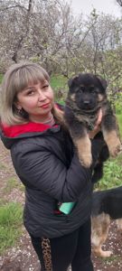 Щенок немецкой овчарки