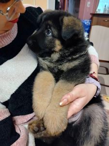 Щенок немецкой овчарки