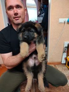 Щенок немецкой овчарки