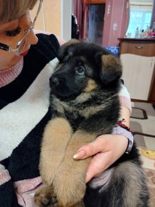 Щенок немецкой овчарки