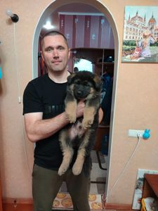Щенок немецкой овчарки