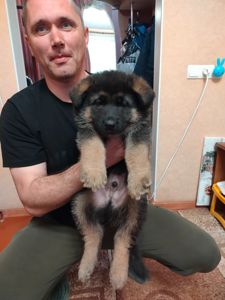 Щенок немецкой овчарки