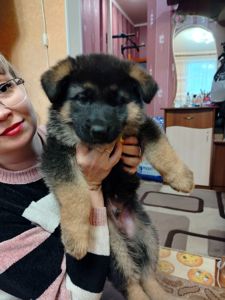 Щенок немецкой овчарки
