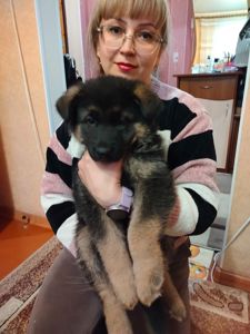 Щенок немецкой овчарки