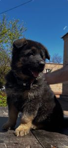 Щенок немецкой овчарки