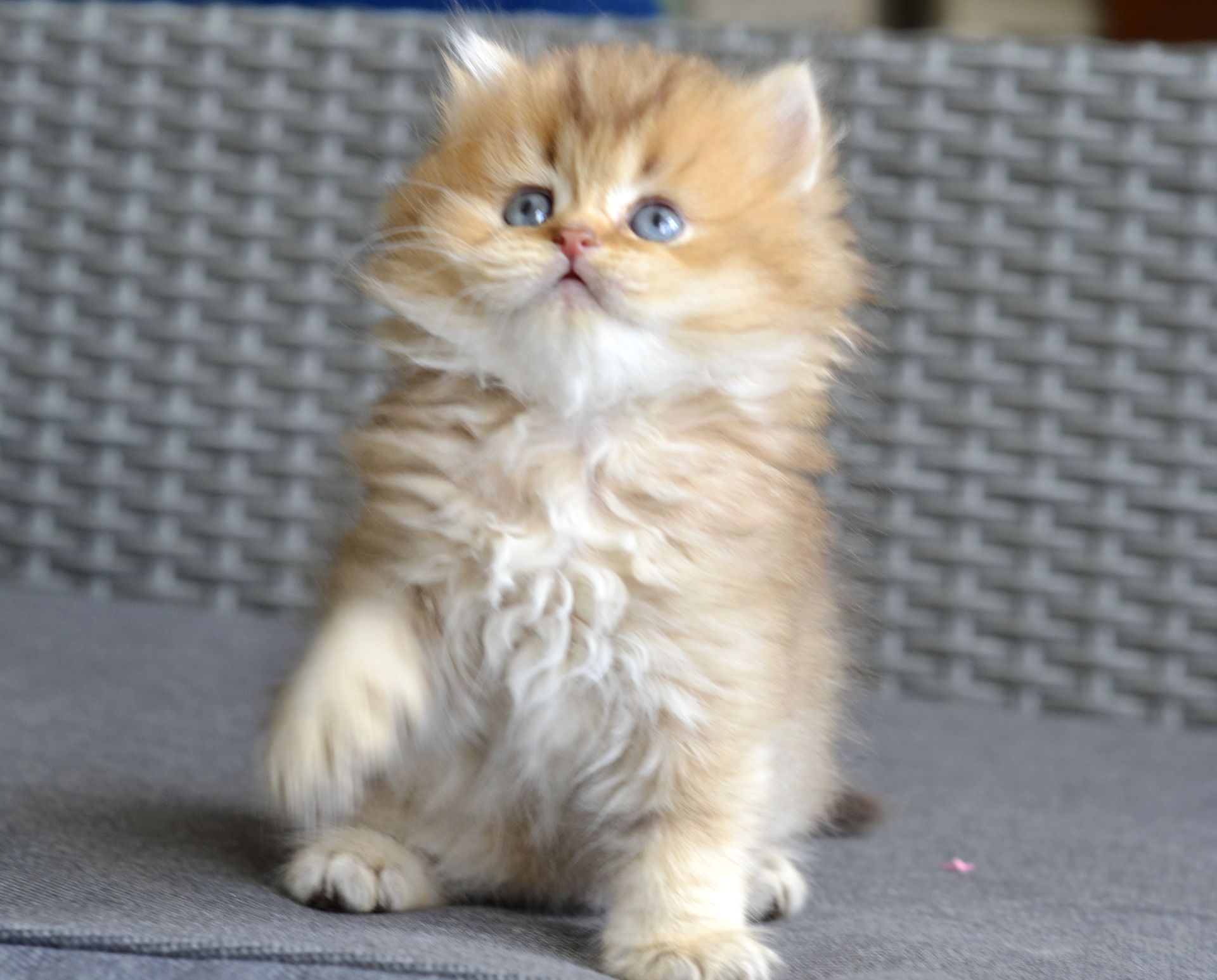 Котик британець золотий характер