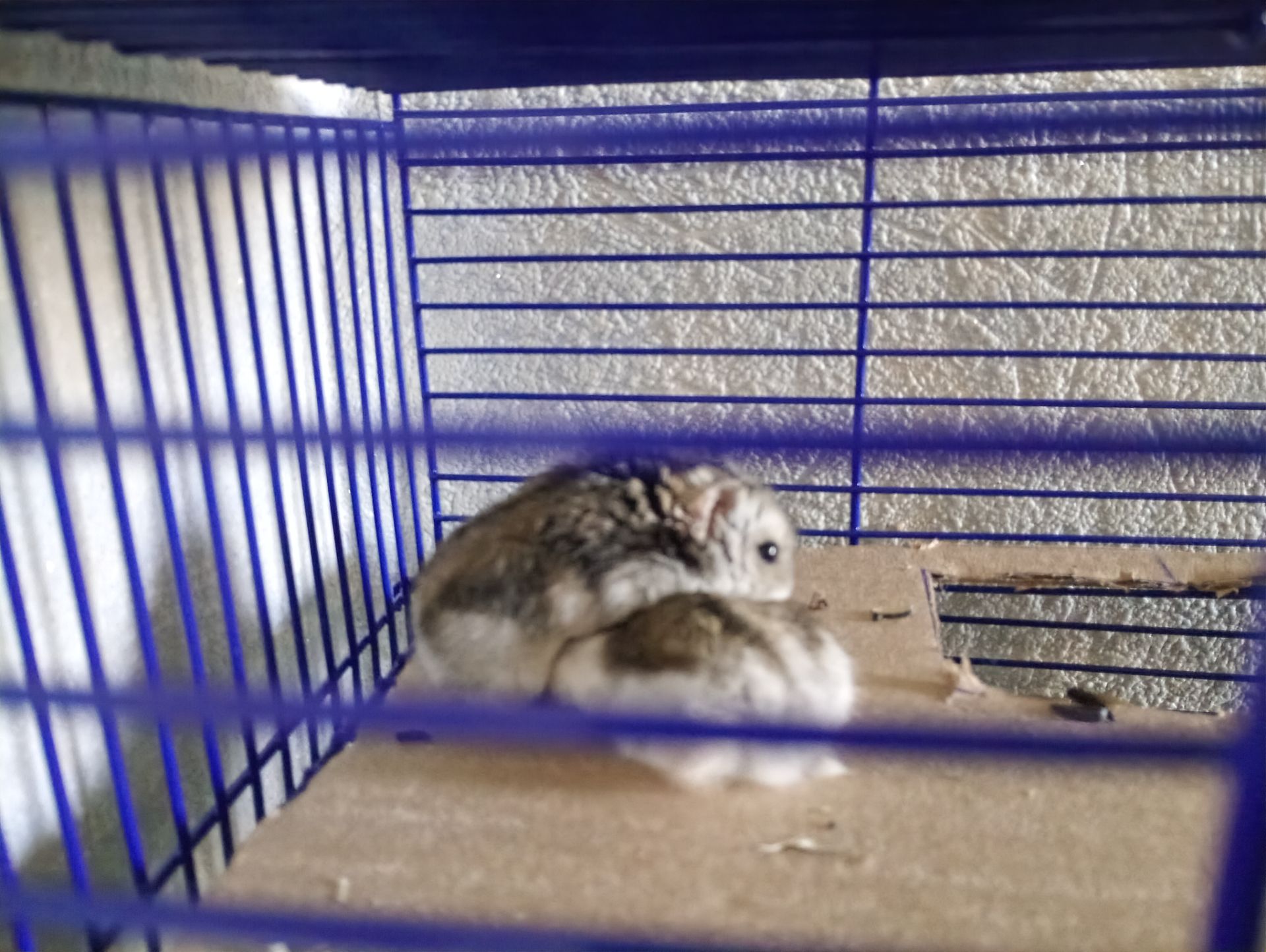 Джунгарские хомяки Продам /Отдам в доброе руки