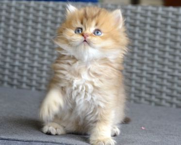 Котик британець золотий характер