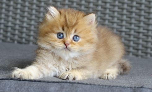Котик британець золотий характер