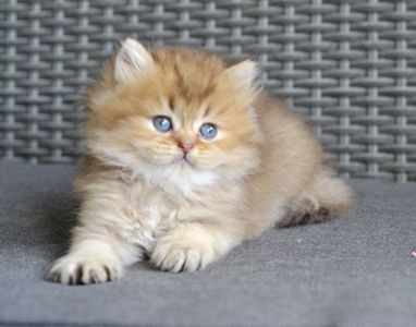 Котик британець золотий характер