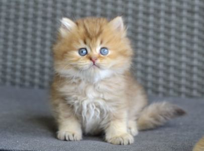 Котик британець золотий характер