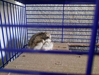 Джунгарские хомяки Продам /Отдам в доброе руки