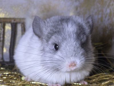 Мальчик Белый Эбони Носитель Ангоры
