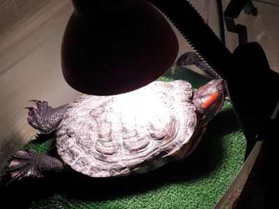 Віддам у добрі руки червоновуху азіатську черепаху (самка)