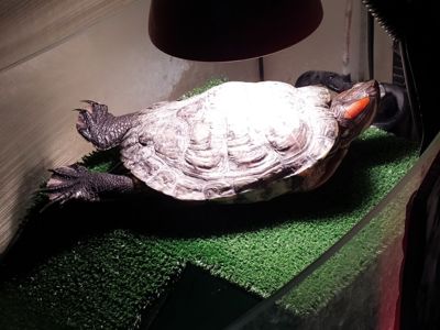 Віддам у добрі руки червоновуху азіатську черепаху (самка)