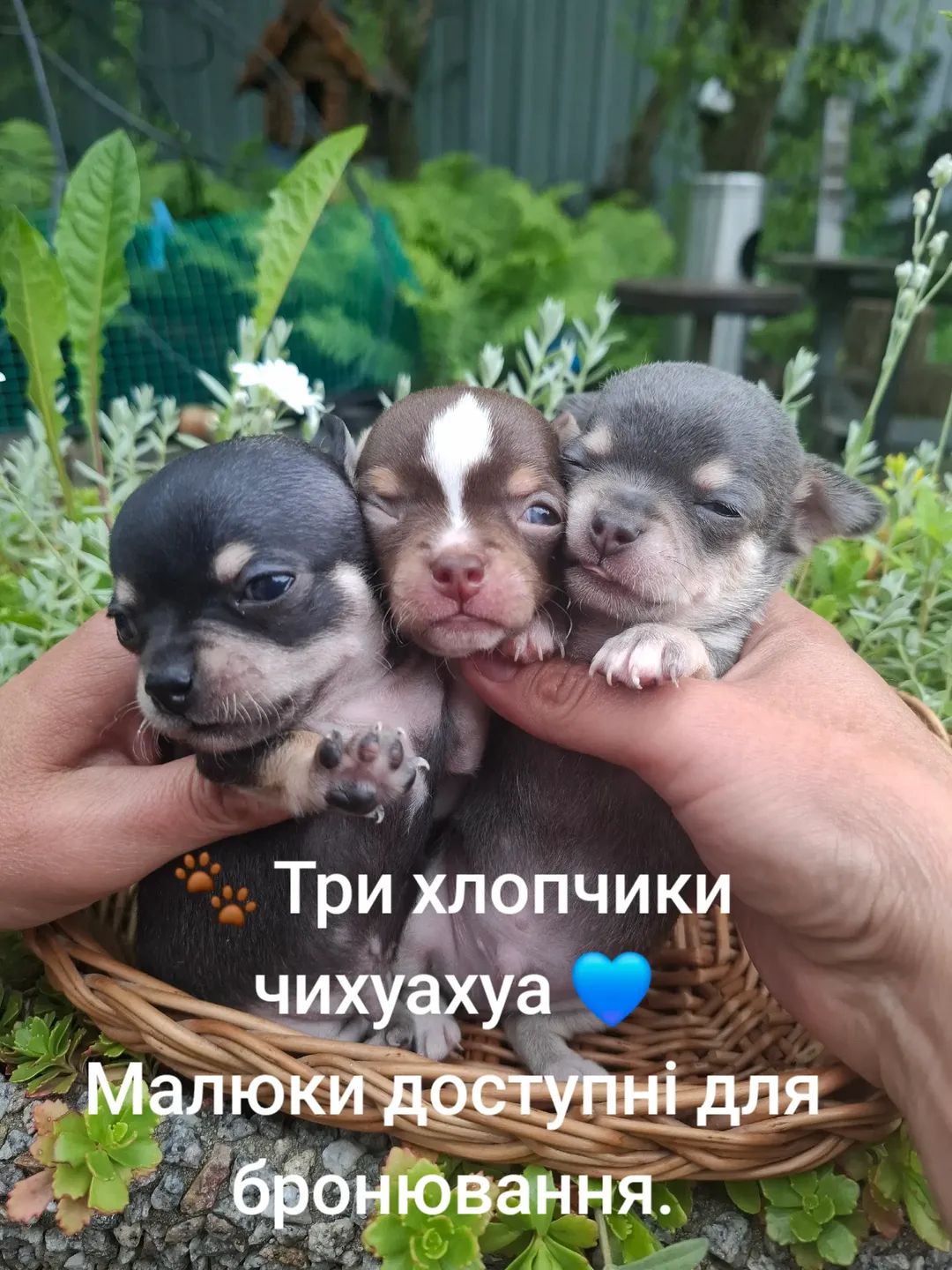 Чихуахуа три мальчика
