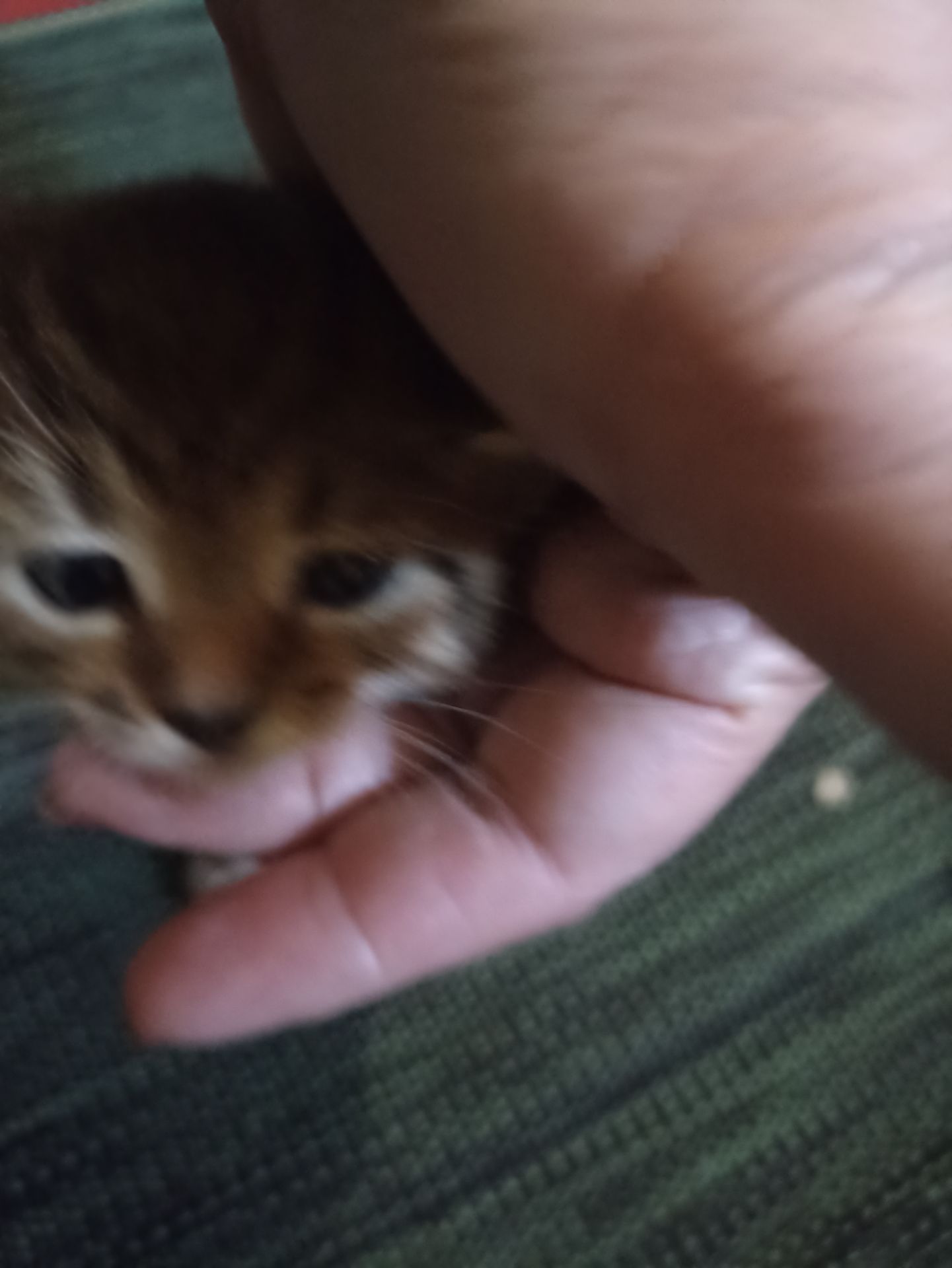 Кошеня