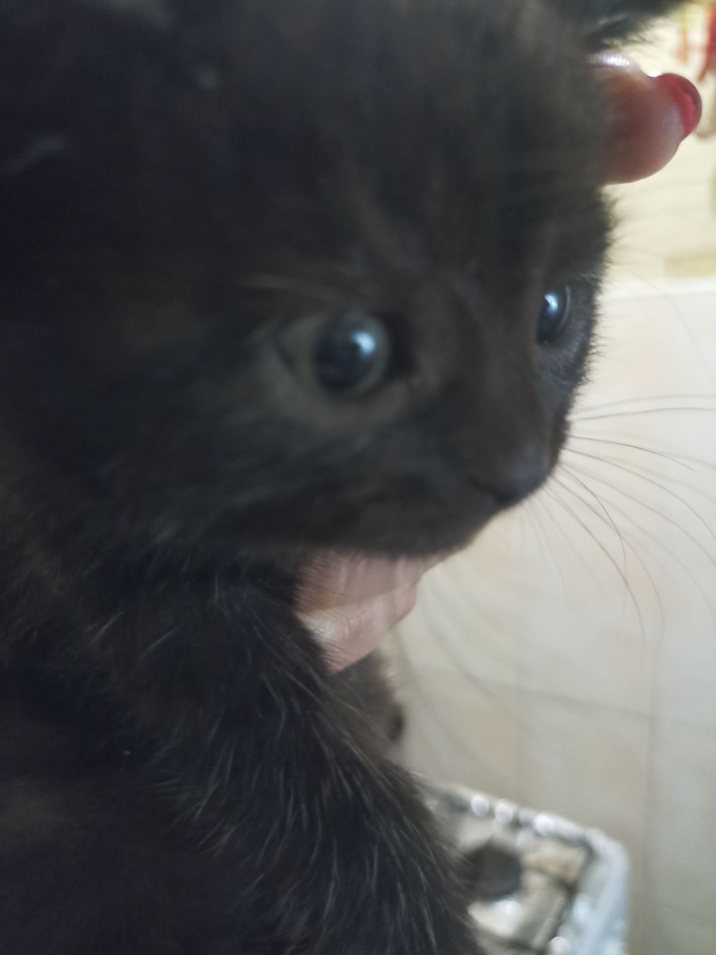 Кошеня чорне