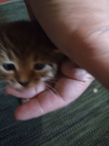 Кошеня