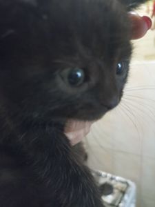 Кошеня чорне