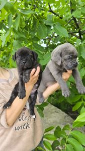 Щенки Кане-корсо