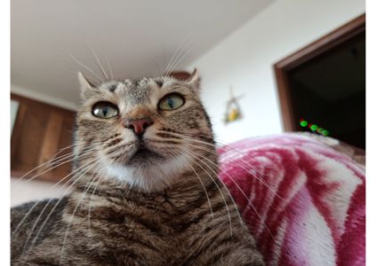 Невже вона приречена залишитися безпритульною?