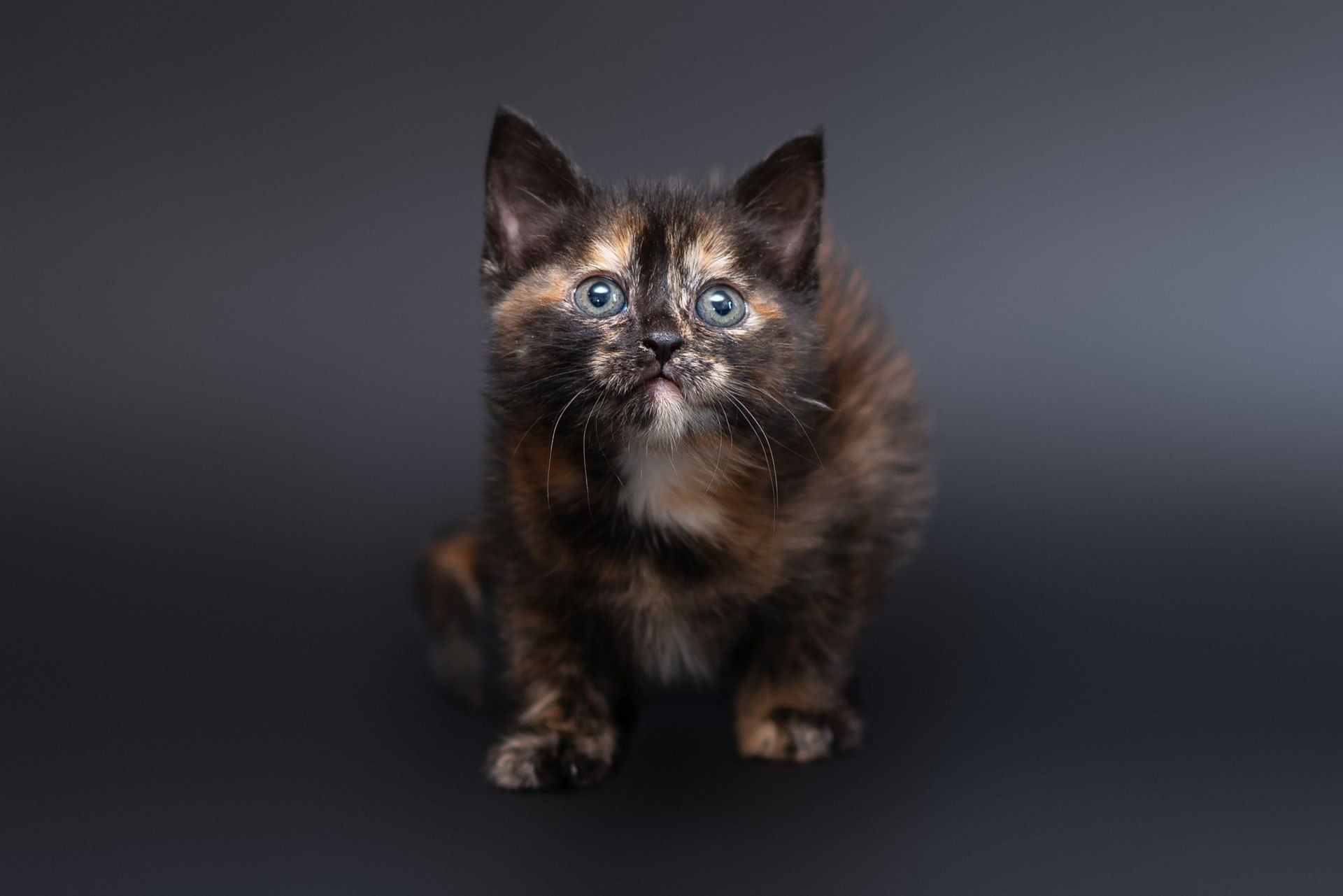 Ружа
