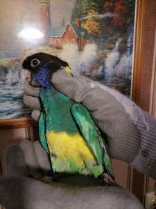 Попугай Бернард, Воротничковый попугай