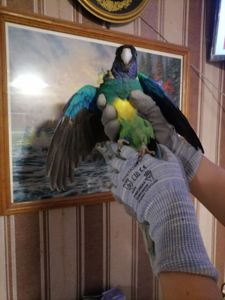 Попугай Бернард, Воротничковый попугай
