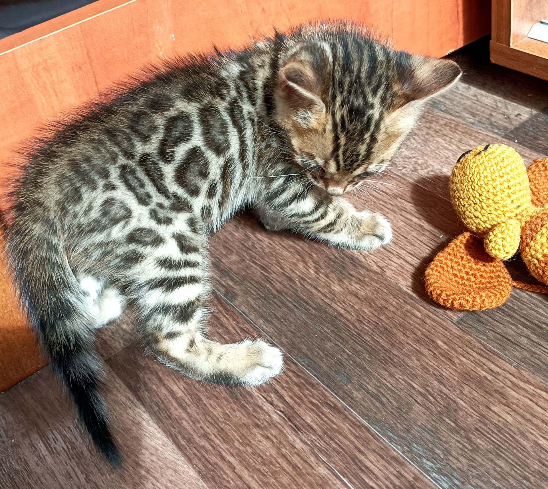 Продажа бенгальских котят