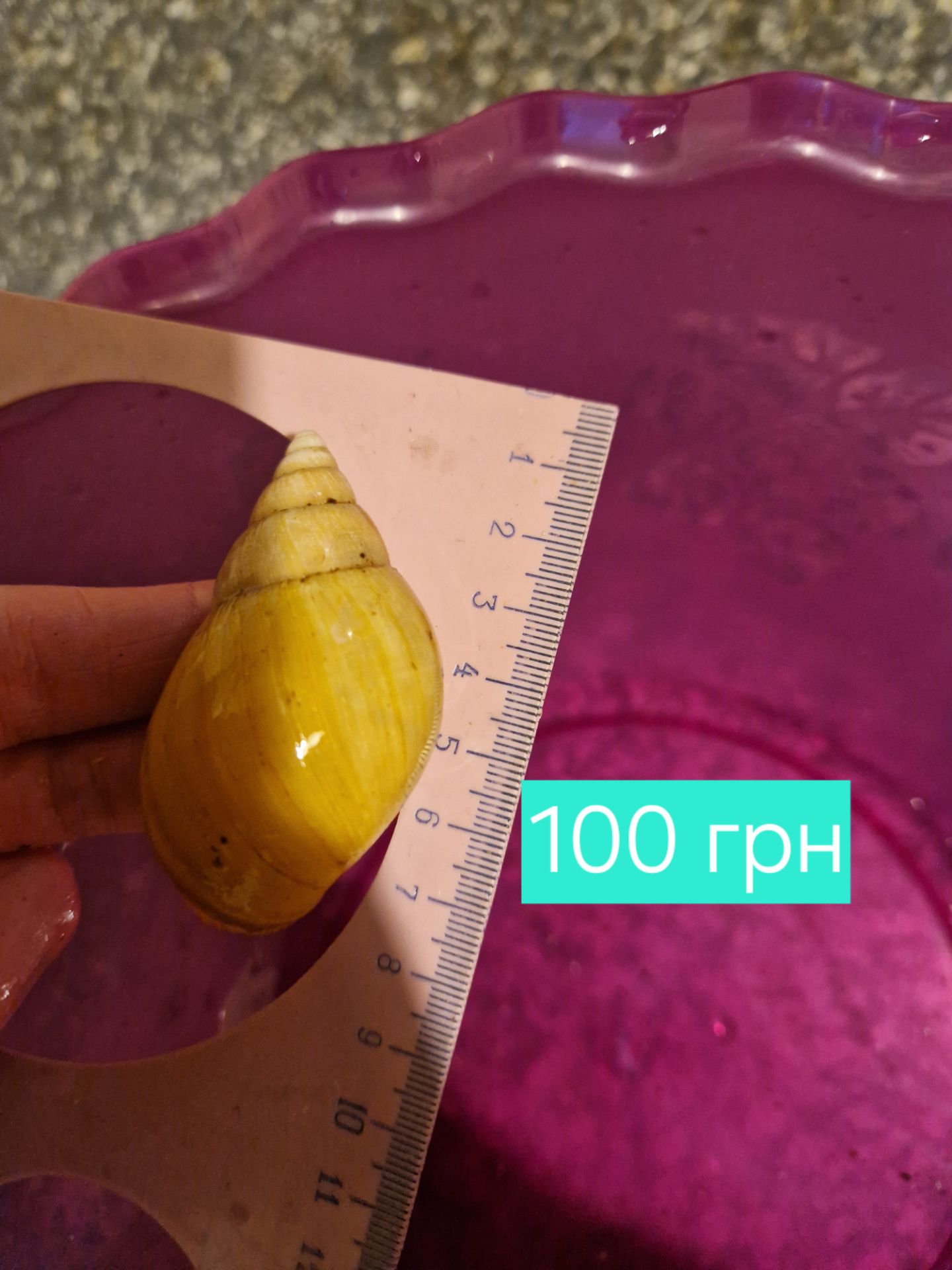 Ахатина Фуліка Альбіно Боді