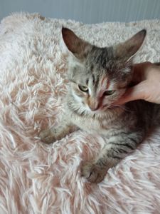 Кошечка. Отдам в добрые руки