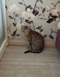 Кошечка. Отдам в добрые руки