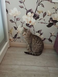 Кошечка. Отдам в добрые руки