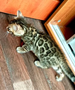 Продажа бенгальских котят
