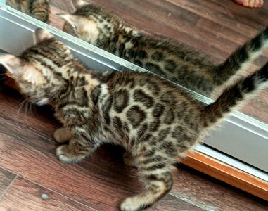 Продажа бенгальских котят