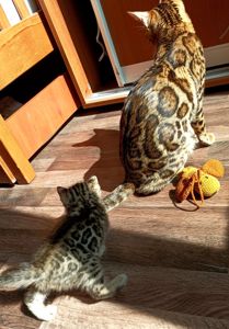 Продажа бенгальских котят