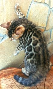 Продажа бенгальских котят